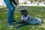 Understanding How to Stop Unwanted Dog Behavior Through Training and Communication