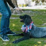 Understanding How to Stop Unwanted Dog Behavior Through Training and Communication