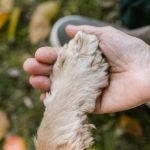 What Happens When a Dog’s Owner Dies? Understanding Canine Behavior After Loss