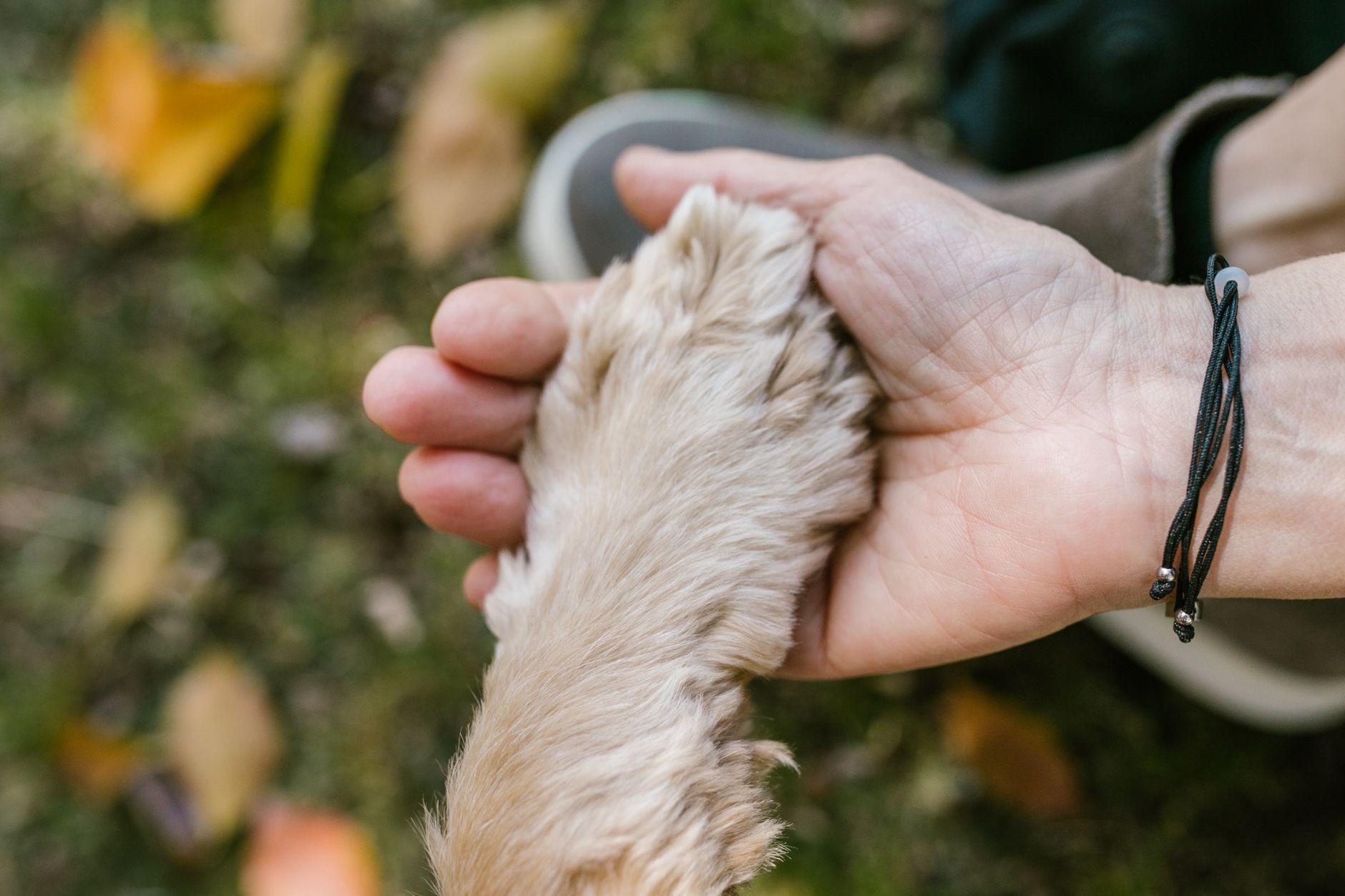 What Happens When a Dog’s Owner Dies? Understanding Canine Behavior After Loss