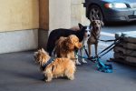 The Complete Financial Picture of Dog Ownership: What It Really Costs to Care for a Dog