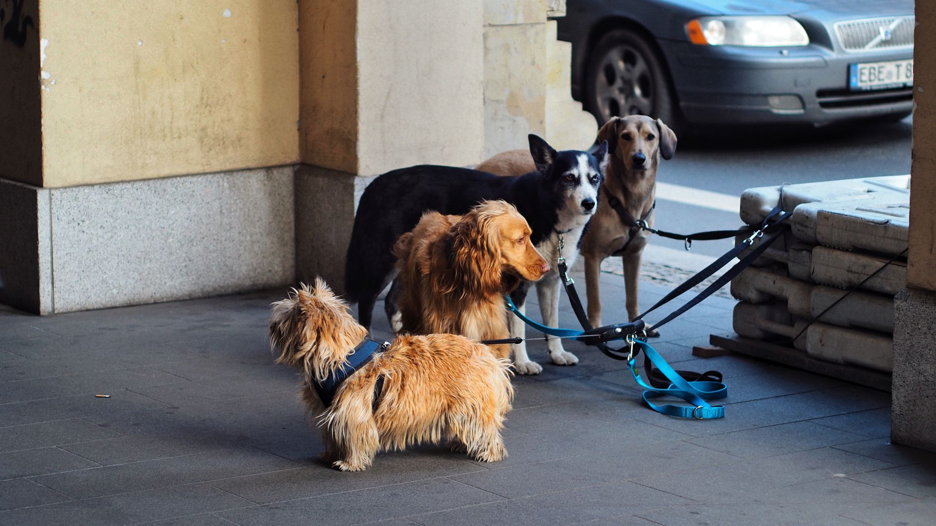 The Complete Financial Picture of Dog Ownership: What It Really Costs to Care for a Dog 1 The Complete Financial Picture of Dog Ownership: What It Really Costs to Care for a Dog