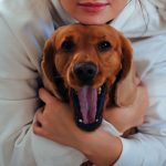 How to Calm an Anxious Dog: Safe Options and What Owners Should Know 3 How to Calm an Anxious Dog: Safe Options and What Owners Should Know