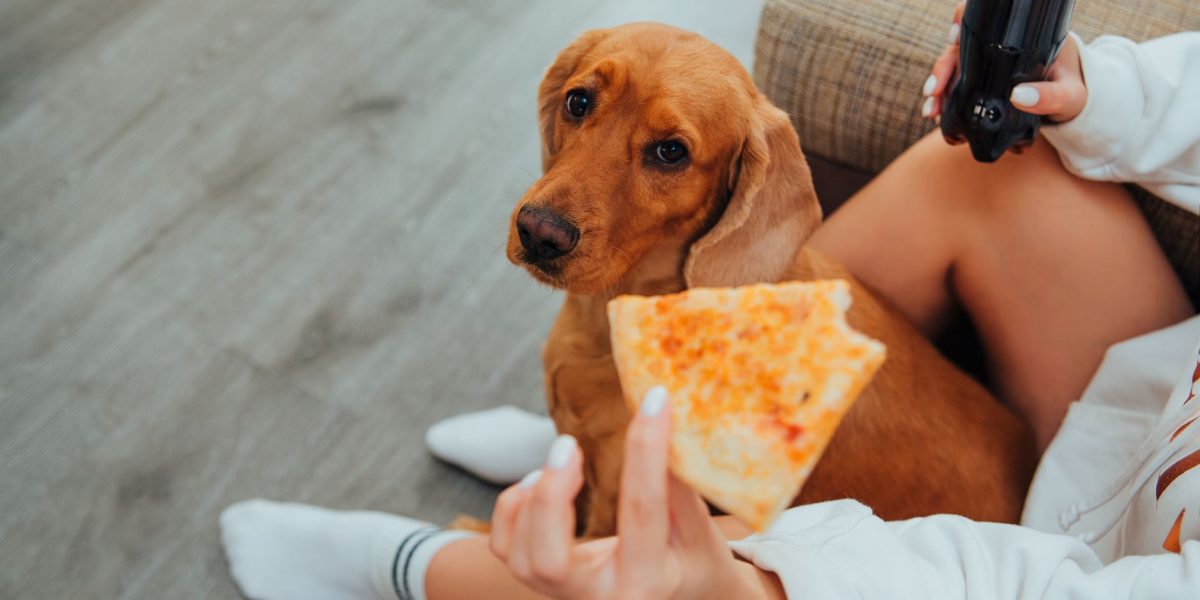 How Long Can a Dog Go Without Eating? Understanding Appetite Loss and When It Becomes Serious