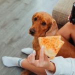 How to Encourage a Dog to Eat: Practical Solutions for Loss of Appetite