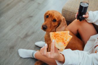 How to Encourage a Dog to Eat: Practical Solutions for Loss of Appetite