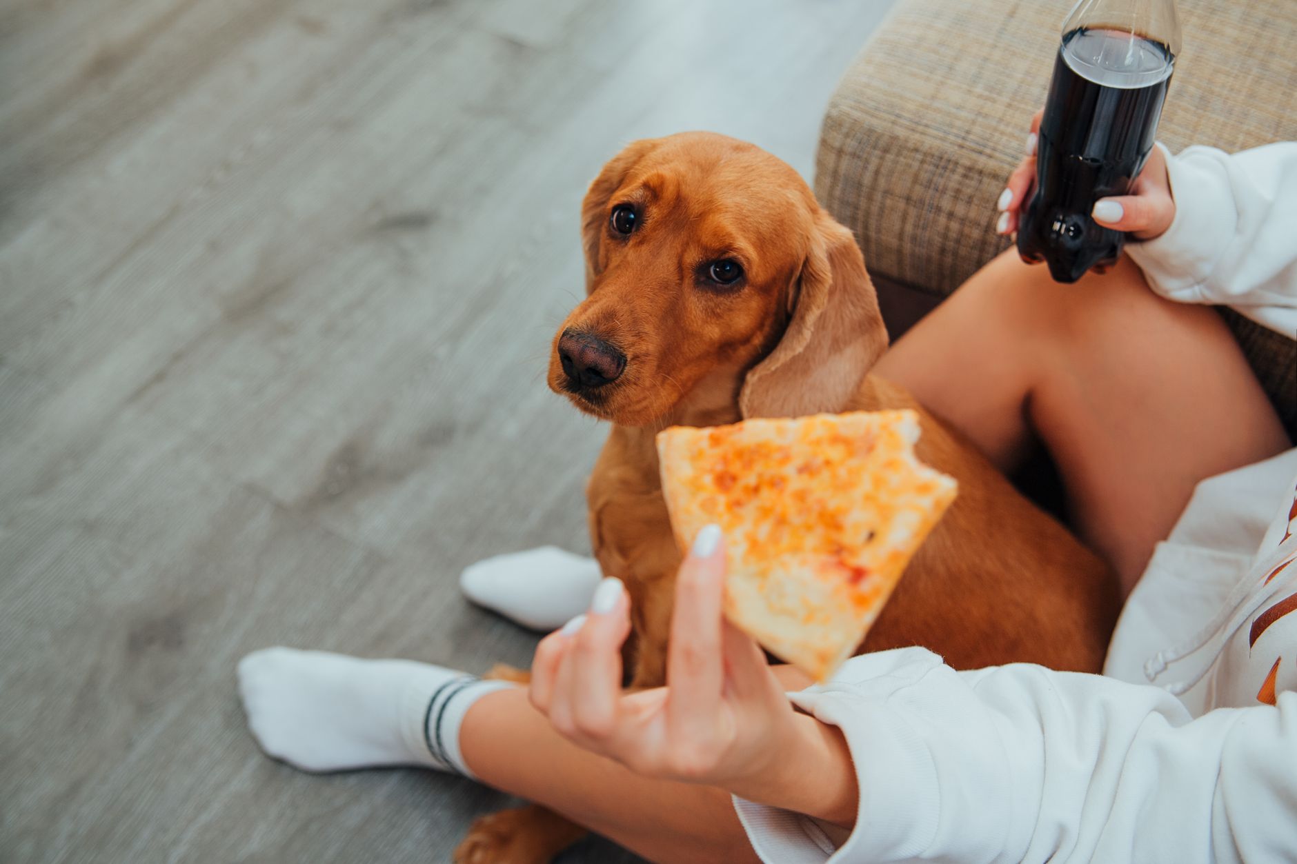 How to Encourage a Dog to Eat: Practical Solutions for Loss of Appetite 1 How to Encourage a Dog to Eat: Practical Solutions for Loss of Appetite