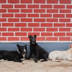 Are All Dogs the Same Species? Understanding the Science Behind Canine Diversity