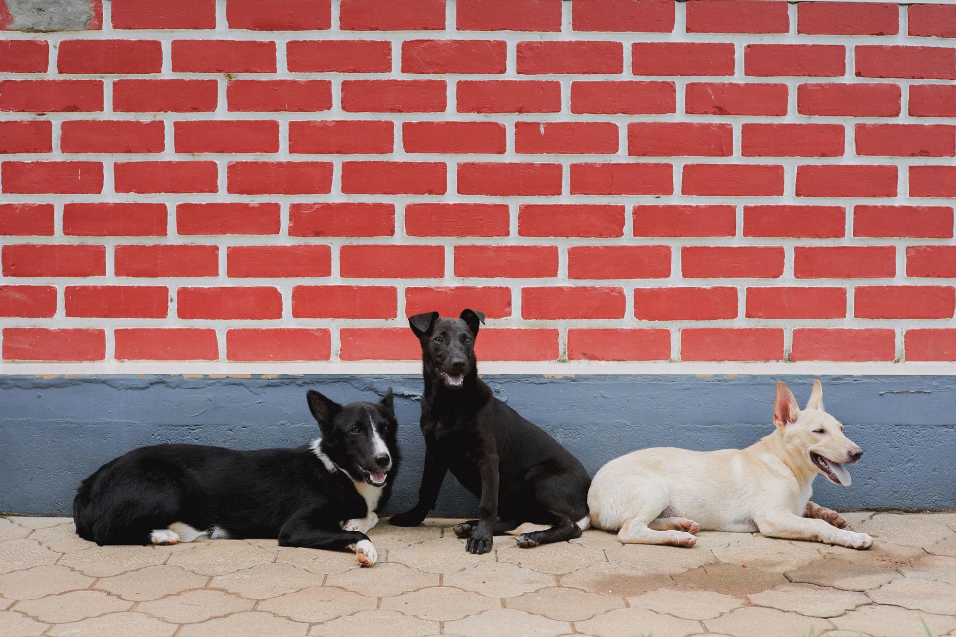 Are All Dogs the Same Species? Understanding the Science Behind Canine Diversity