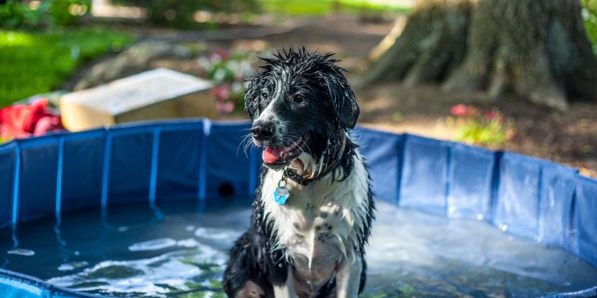 Keeping Dogs Safe in Hot Weather: Practical Ways to Prevent Overheating During Summer