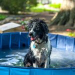 Keeping Dogs Safe in Hot Weather: Practical Ways to Prevent Overheating During Summer