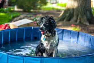 Keeping Dogs Safe in Hot Weather: Practical Ways to Prevent Overheating During Summer