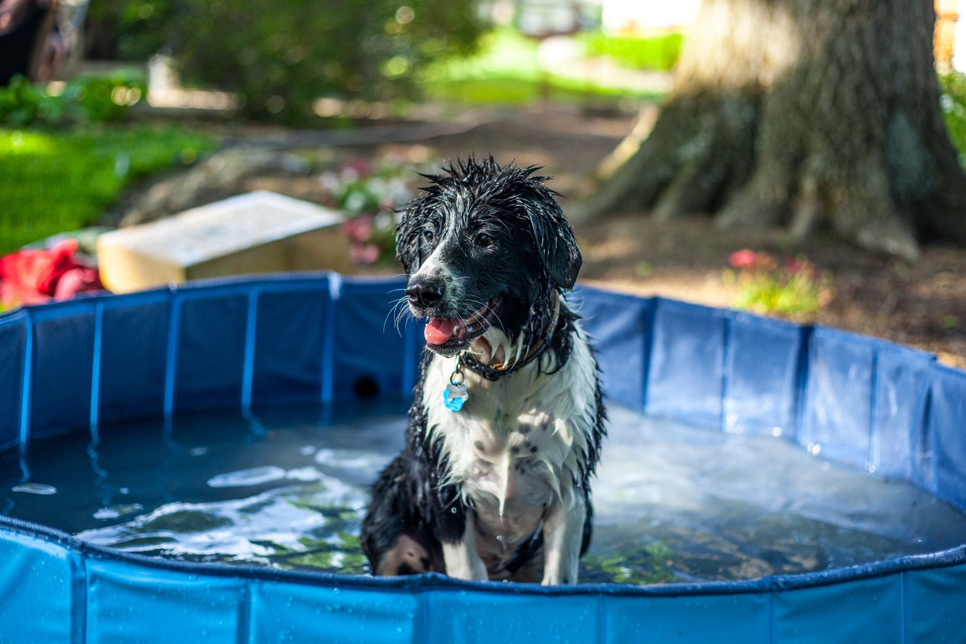 Keeping Dogs Safe in Hot Weather: Practical Ways to Prevent Overheating During Summer