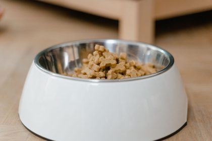 How to Transition Your Dog to Dry Food Without Creating Mealtime Problems