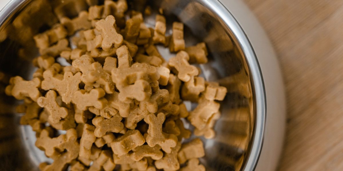 Dog Foods That Can Harm Your Pet: Ingredients and Feeding Mistakes Every Owner Should Avoid