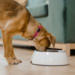 What Can Dogs Eat? A Practical Guide to Safe Foods, Treats, and Foods to Avoid