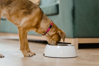 What Can Dogs Eat? A Practical Guide to Safe Foods, Treats, and Foods to Avoid