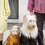 How to Identify Your Dog’s Breed: From Physical Clues to DNA Testing