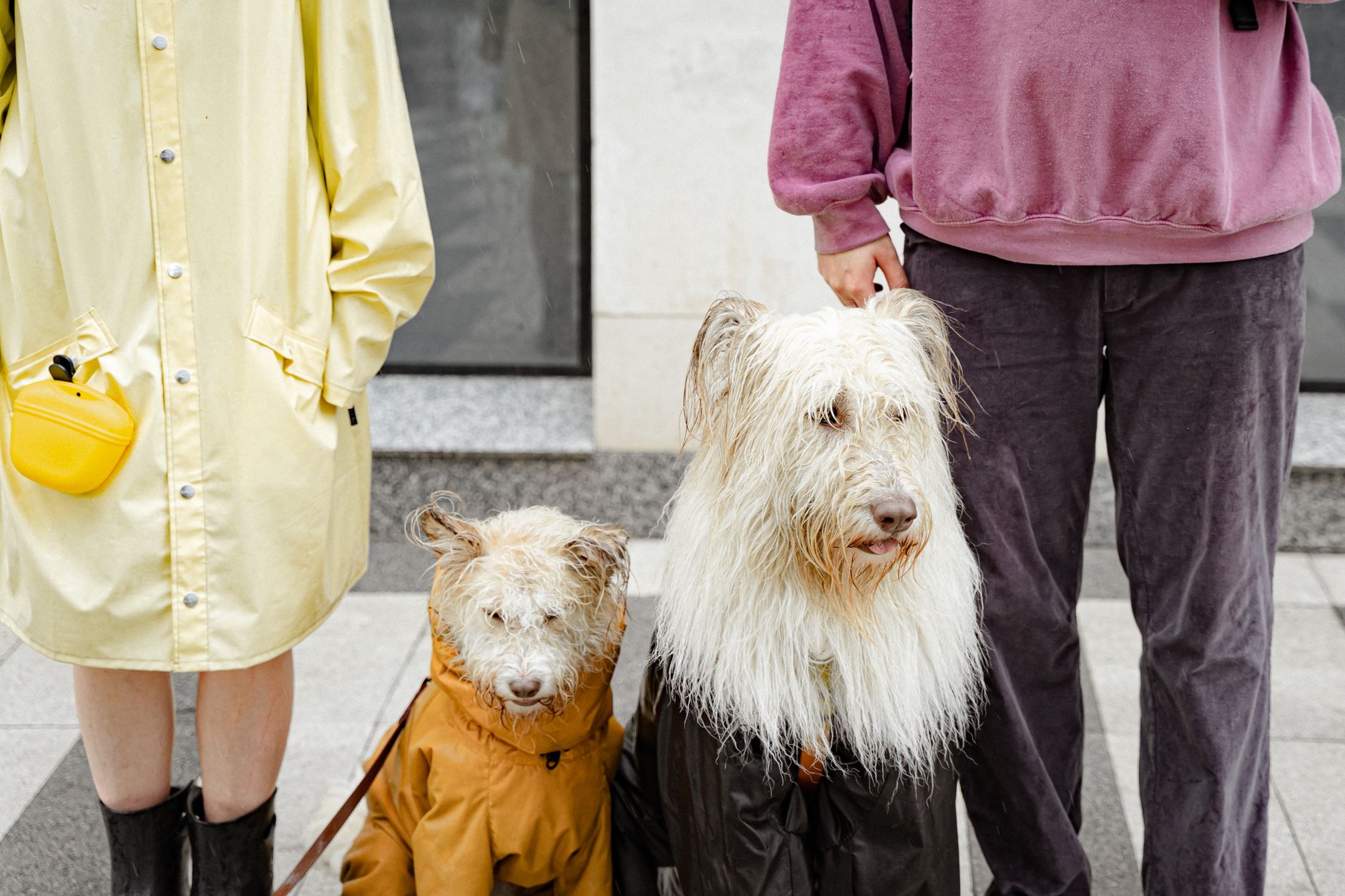 How to Identify Your Dog’s Breed: From Physical Clues to DNA Testing