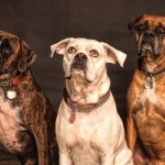 The Scientific Classification of Dogs: Understanding the Animal Family Behind Our Canine Companions