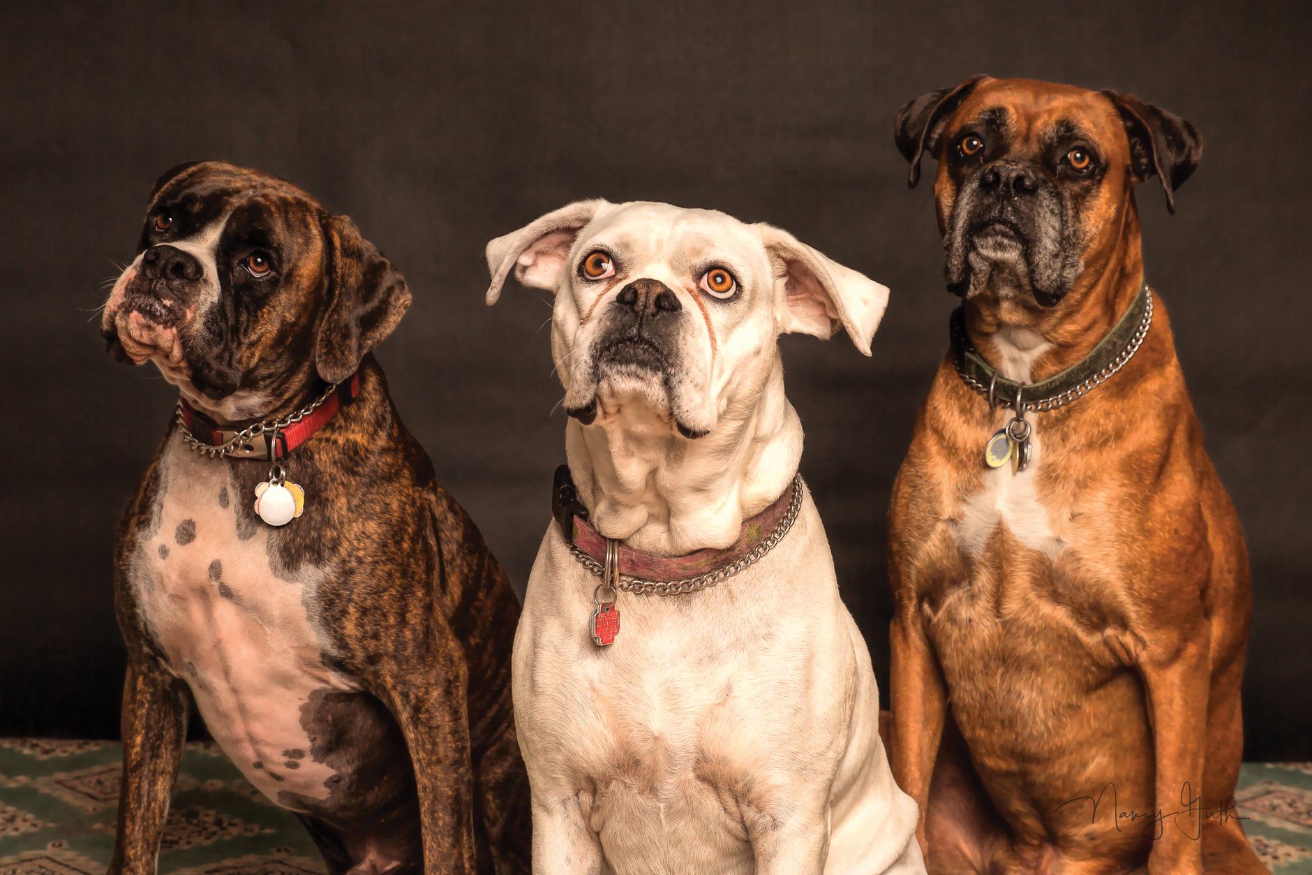 The Scientific Classification of Dogs: Understanding the Animal Family Behind Our Canine Companions 1 The Scientific Classification of Dogs: Understanding the Animal Family Behind Our Canine Companions