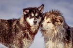 Malamute vs Husky: Understanding the Differences Between Two Arctic Dog Breeds