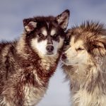 Malamute vs Husky: Understanding the Differences Between Two Arctic Dog Breeds