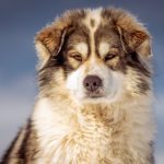The Fluffiest Dog Breeds: What Makes Some Dogs Have Exceptionally Thick Coats? 3 The Fluffiest Dog Breeds: What Makes Some Dogs Have Exceptionally Thick Coats?