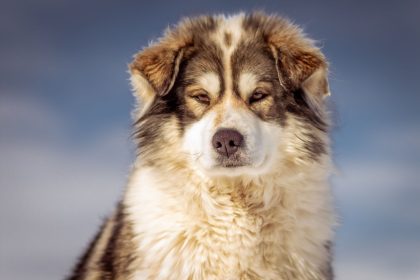 The Fluffiest Dog Breeds: What Makes Some Dogs Have Exceptionally Thick Coats?