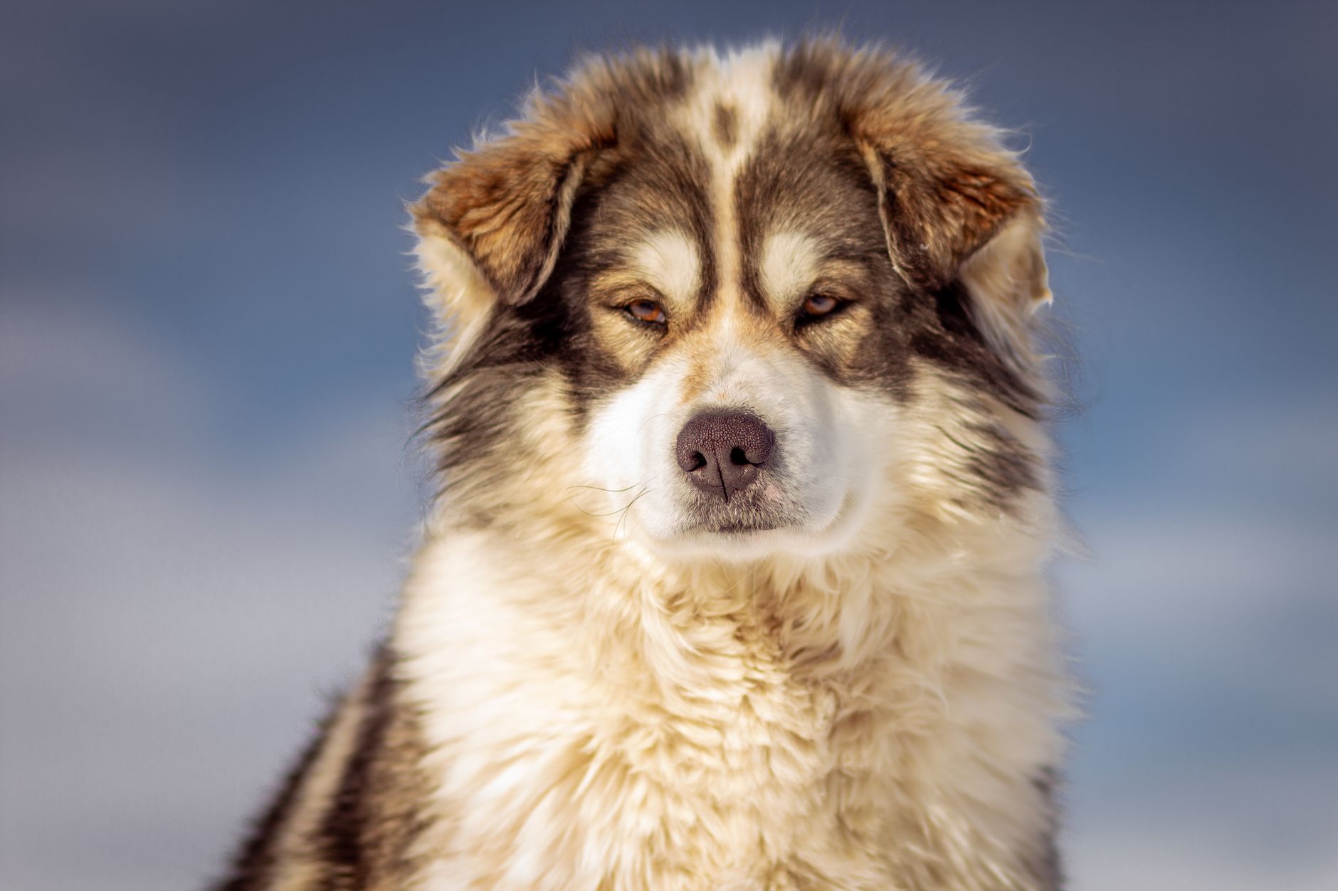 The Fluffiest Dog Breeds: What Makes Some Dogs Have Exceptionally Thick Coats?