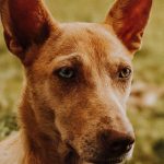 How to Discover Your Dog’s Breed: A Practical Guide to Identification Methods