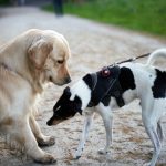 How to Teach Your Dog to Stay Calm Around Other Dogs
