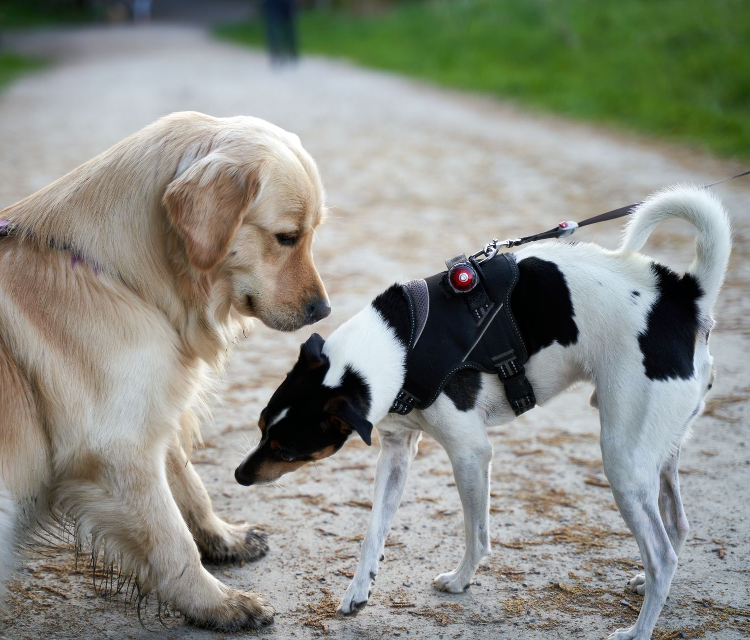 How to Teach Your Dog to Stay Calm Around Other Dogs