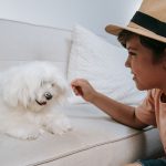 What Foods Do Dogs Like? 2 What Foods Do Dogs Like?