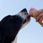 What Human Foods Can Dogs Eat Safely? 3 What Human Foods Can Dogs Eat Safely?