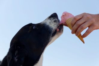 What Human Foods Can Dogs Eat Safely?