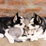 How to Identify a Dog Breed: Understanding the Clues Behind a Dog’s Appearance and Behavior