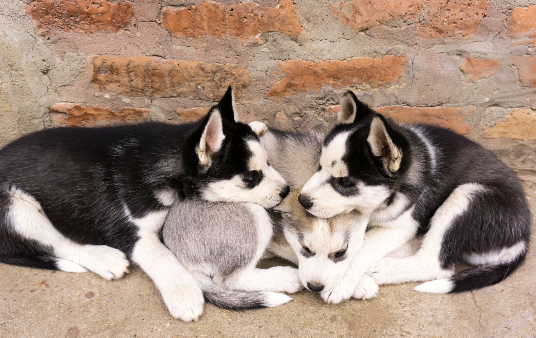 How to Identify a Dog Breed: Understanding the Clues Behind a Dog’s Appearance and Behavior