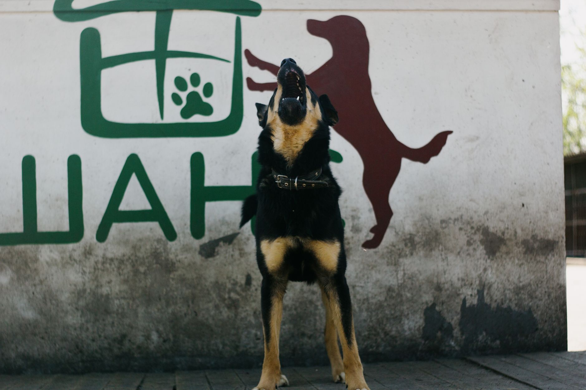 How to Keep Your Dog From Barking: Practical Ways to Reduce Excessive Noise 1 How to Keep Your Dog From Barking: Practical Ways to Reduce Excessive Noise