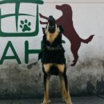 How to Deal With a Neighbor’s Barking Dog: Practical Solutions That Protect Relationships and Reduce Noise 2 How to Deal With a Neighbor’s Barking Dog: Practical Solutions That Protect Relationships and Reduce Noise